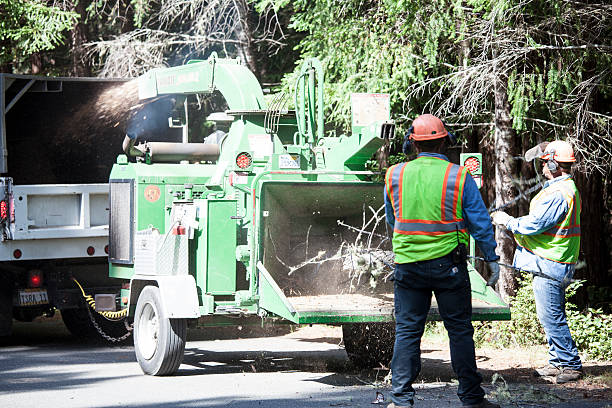 Reliable Heartland, TX Tree Removal Services Solutions